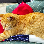 King is registered to the contest to win money with this photo: american_flag, animal, cat, closeup, comfortable, cushion, daylight, fabric, flag, fur, orange_tabby, outdoor, pattern, paws, pet, relaxed, resting, sleepy, striped, whiskers