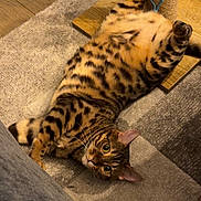 Arya participe au concours pour gagner de l'argent avec cette photo : cat, bengal_cat, pet, animal, feline, spotted_fur, striped_fur, belly_up, lying_down, playful, relaxed, green_eyes, whiskers, ears, paws, scratching_post, rug, carpet, indoor, home