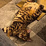 cat, bengal_cat, pet, animal, feline, spotted_fur, striped_fur, belly_up, lying_down, playful, relaxed, green_eyes, whiskers, ears, paws, scratching_post, rug, carpet, indoor, home