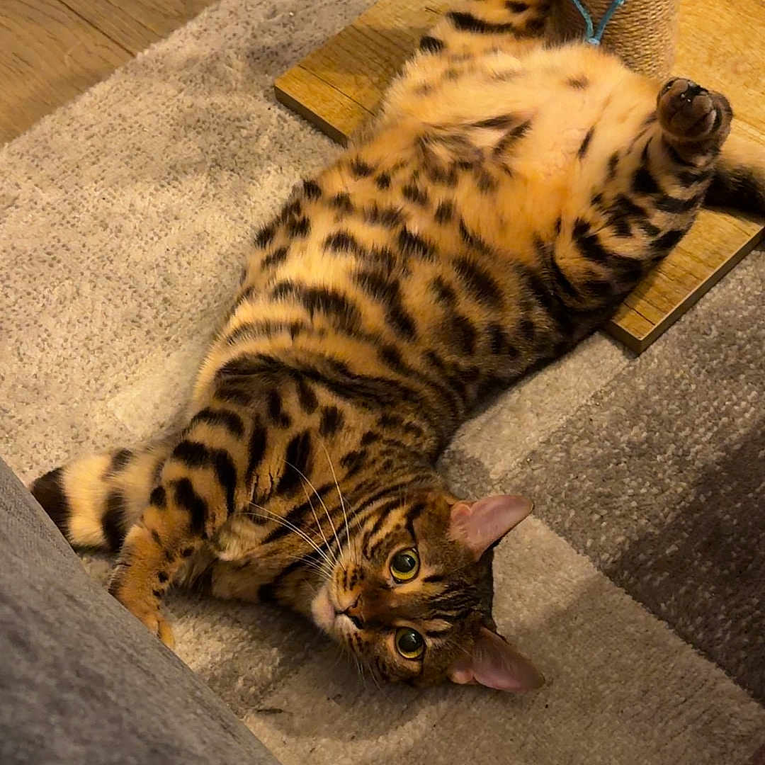 Arya