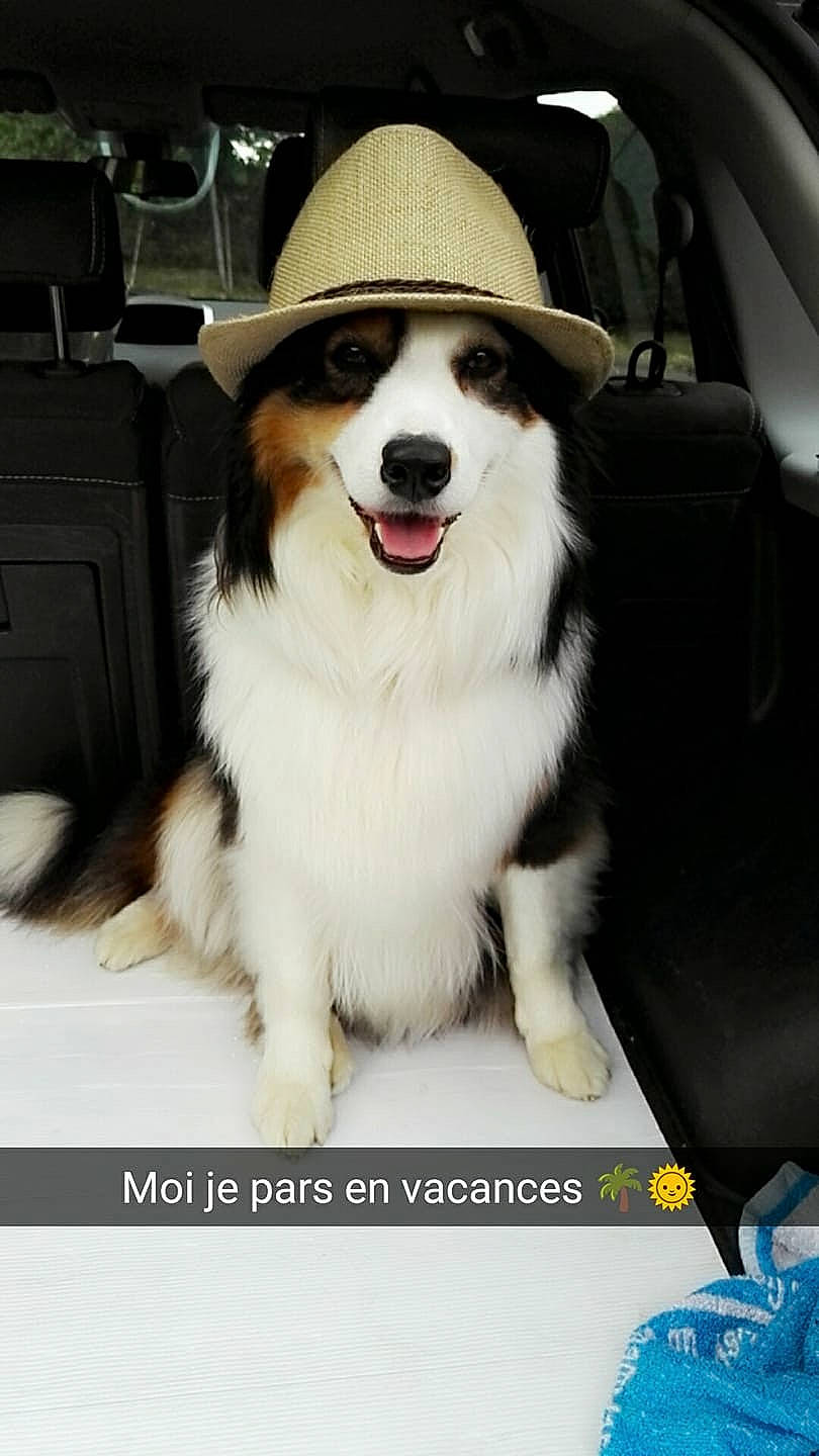 Louka a rejoint le concours — aidez-le/la à gagner de superbes lots ! australian_shepherd, border_collie, companion_dog, dog, dog_breed, dog_breed_group, dog_like_mammal, fur, person, snout