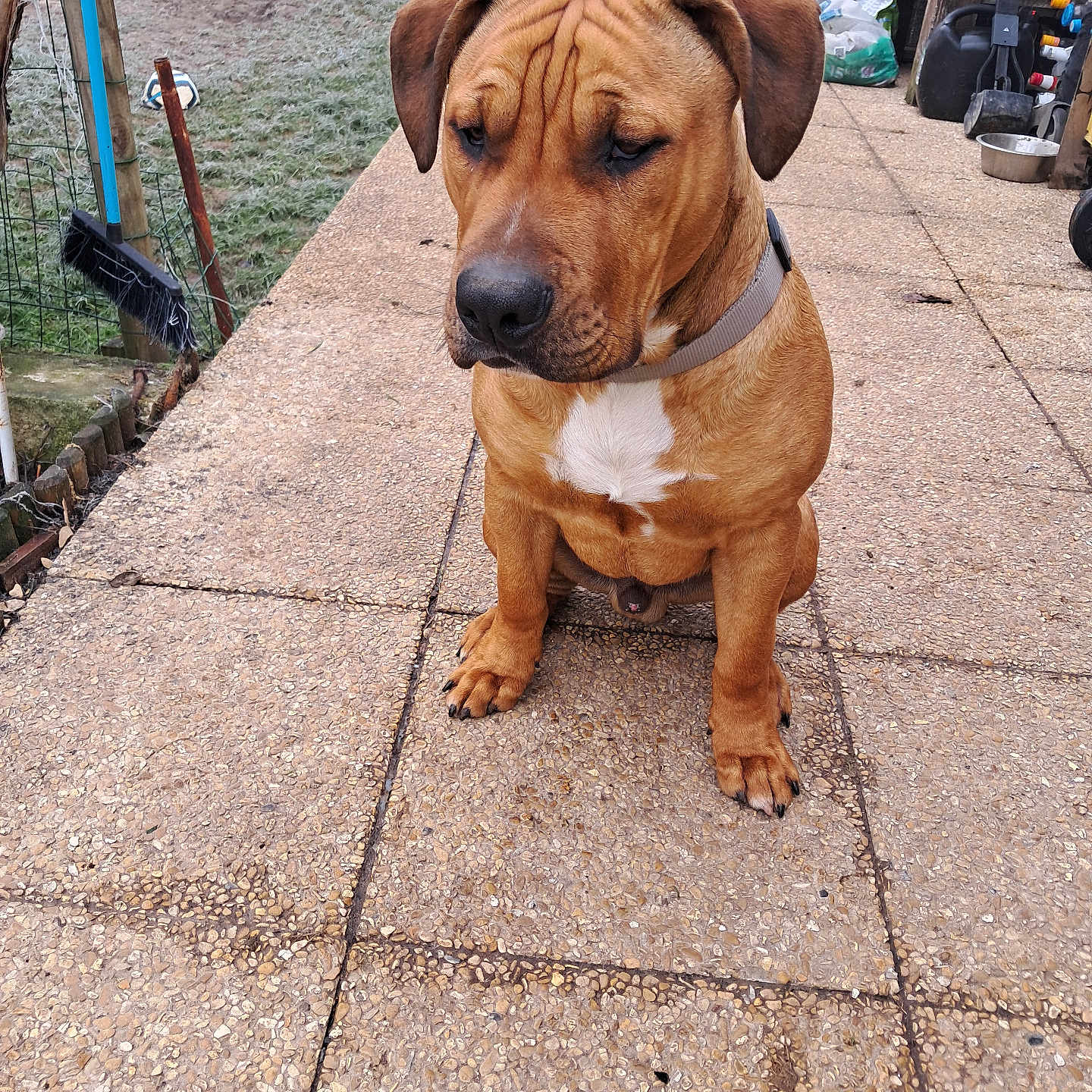 Désiré a rejoint le concours — aidez-le/la à gagner de superbes lots ! animal, brown_dog, car, collar, concrete, dog, domestic_animal, ears, fence, fur, garden_tools, mammal, outdoor, patio, pavement, paw, pet, sidewalk, sitting, snout