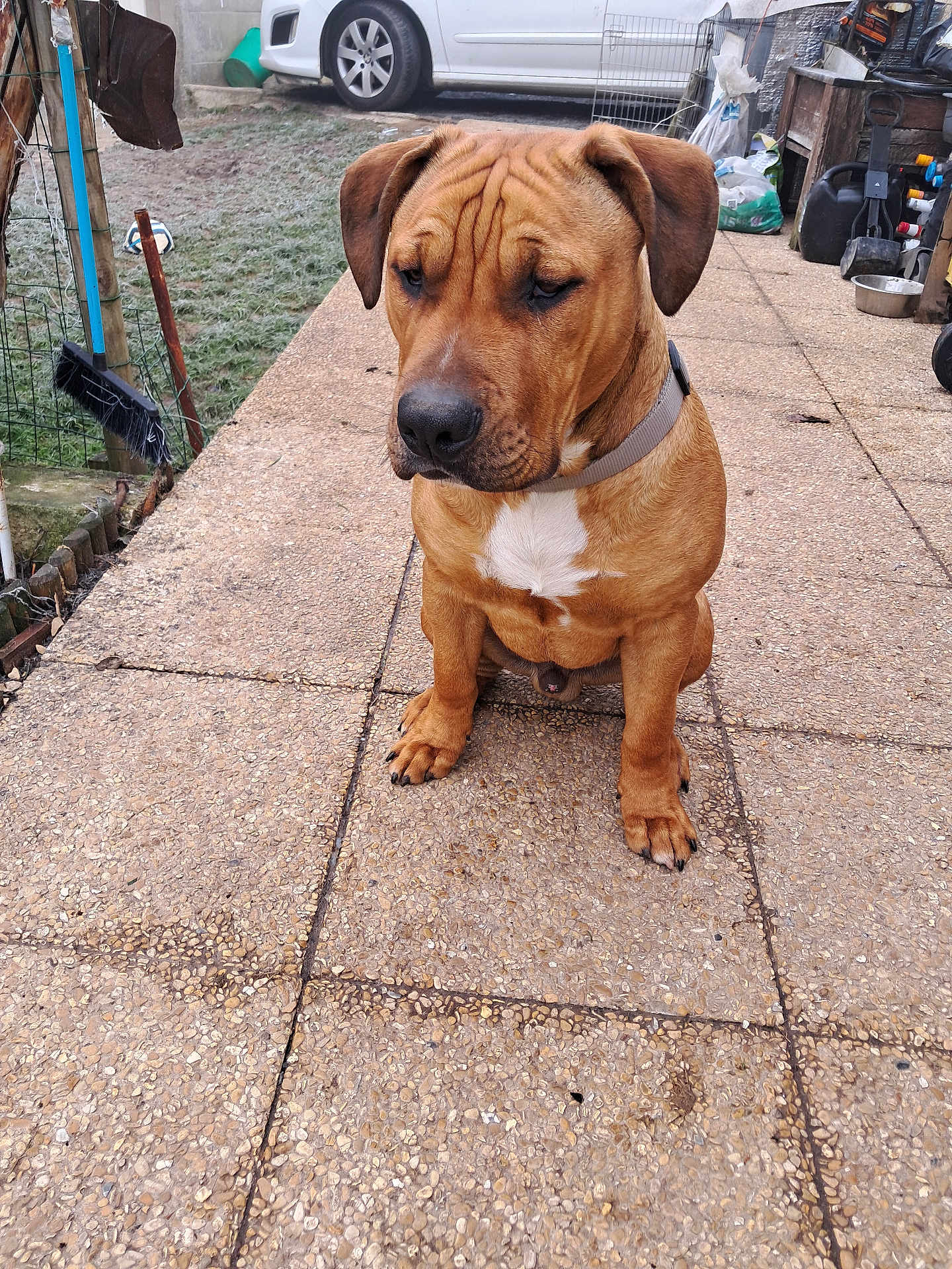 Désiré a rejoint le concours — aidez-le/la à gagner de superbes lots ! animal, brown_dog, car, collar, concrete, dog, domestic_animal, ears, fence, fur, garden_tools, mammal, outdoor, patio, pavement, paw, pet, sidewalk, sitting, snout