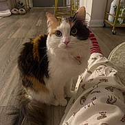 Sushi joined the competition — help win amazing prizes! cat, calico_cat, indoor, floor, pajamas, reindeer_pattern, wooden_floor, tail, fur, collar, eyes, pet, cozy, home, furniture, stool, bar_cart, bottle, person, relaxed