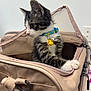 Bean is registered to the contest to win money with this photo: kitten, cat, pet_carrier, blue_collar, yellow_duck_charm, paw, fur, curious, indoor, zipper, beige, mesh, handle, close_up, young_animal, domestic_cat, cute, animal, pet, side_view