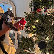 Bean joined the competition — help win amazing prizes! kitten, cat, christmas_tree, ornament, holiday, decorations, lights, hand, indoor, curious, pet, feline, festive, greenery, tinsel, reflection, collar, white_paws, black_and_white, person