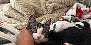 Bean is registered to the contest to win money with this photo: kitten, cat, hand, blanket, couch, indoor, cozy, pet, fur, animal, resting, comfort, home, human, touch, cute, domestic, relaxing, soft, warm