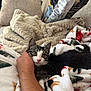 kitten, cat, hand, blanket, couch, indoor, cozy, pet, fur, animal, resting, comfort, home, human, touch, cute, domestic, relaxing, soft, warm