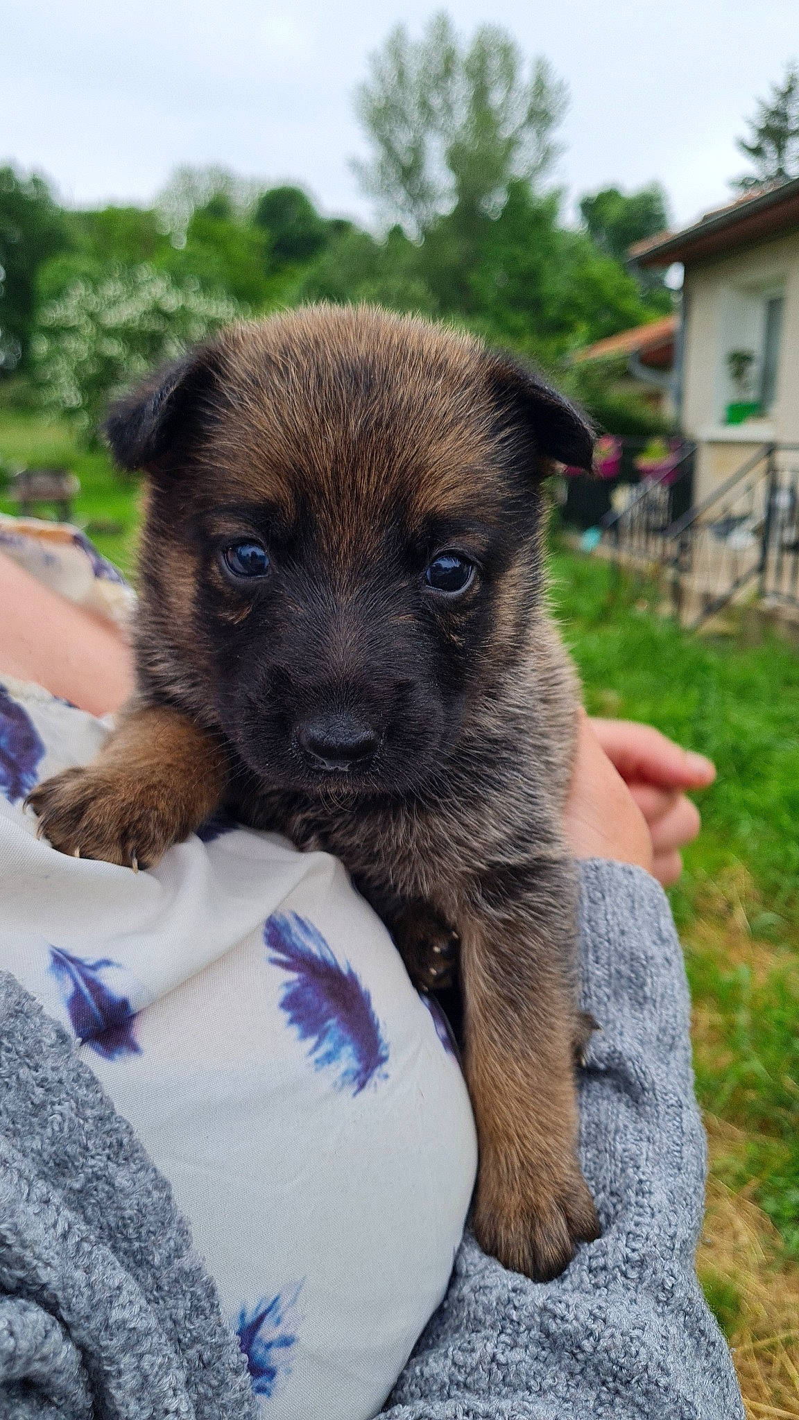 Kiara a rejoint le concours — aidez-le/la à gagner de superbes lots ! canidae, carnivore, companion_dog, dog, dog_breed, fawn, fur, grass, plant, puppy, sky, snout, sporting_group, terrestrial_animal, tree, whiskers, window, working_animal, working_dog