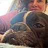 Tiberius joined the competition — help win amazing prizes! dog, french_bulldog, close_up, face, pet, indoor, person, smile, wallpaper, cozy, resting, animal, companion, portrait, cute, friendly, fur, home, relaxed, pet_owner