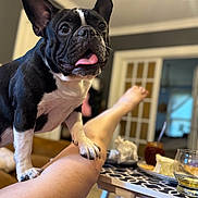 Tiberius joined the competition — help win amazing prizes! dog, french_bulldog, pet, indoor, leg, tongue_out, black_and_white, table, food, glass, blurred_background, cozy, living_room, furniture, person, paw, playful, curious, canine, animal