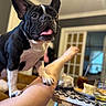 dog, french_bulldog, pet, indoor, leg, tongue_out, black_and_white, table, food, glass, blurred_background, cozy, living_room, furniture, person, paw, playful, curious, canine, animal