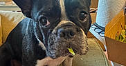 Tiberius is registered to the contest to win money with this photo: french_bulldog, dog, pet, indoor, couch, blanket, plant, window, paper_towel, takeout_box, food, ears, black_and_white, fur, face, animal, cozy, living_room, curious, nibble