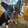 french_bulldog, dog, pet, indoor, couch, blanket, plant, window, paper_towel, takeout_box, food, ears, black_and_white, fur, face, animal, cozy, living_room, curious, nibble