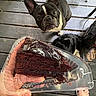 Tiberius joined the competition — help win amazing prizes! dog, french_bulldog, chocolate_cake, plastic_container, porch, wooden_floor, foot, sandal, black_and_white_dog, pet, animal, curious, food, dessert, outdoor, summer, relaxed, companion, waiting, closeup