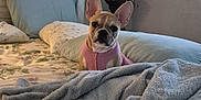 Daisy is registered to the contest to win money with this photo: bed, bedroom, big_ears, blanket, cozy, cute, dog, floral_bedspread, french_bulldog, furniture, home, indoor, lamp, looking_at_camera, pet, pillow, pink_sweater, resting, sweater, towel