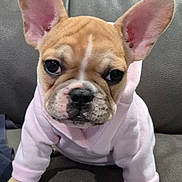 Daisy is registered to the contest to win money with this photo: black_nose, brown_fur, close_up, couch, cute, dog, french_bulldog, front_view, hoodie, indoor, large_ears, leather, paws, pet, pink_hoodie, portrait, puppy, sitting, white_marking, wrinkled_face