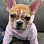 black_nose, brown_fur, close_up, couch, cute, dog, french_bulldog, front_view, hoodie, indoor, large_ears, leather, paws, pet, pink_hoodie, portrait, puppy, sitting, white_marking, wrinkled_face