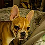 Daisy is registered to the contest to win money with this photo: bed, bedroom, blanket, close_up, cozy, dog, ears, expression, face, floral_pattern, french_bulldog, fur, furniture, indoor, muzzle, night, paws, pet, portrait, soft_lighting