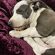 Carti is registered to the contest to win money with this photo: animal, blanket, closeup, companion, cozy, cute, cute_animal, dog, domestic, fur, indoors, paw, peaceful, pet, puppy, purple, relaxation, resting, sleeping, soft