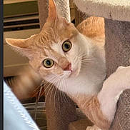 Chobi is registered to the contest to win money with this photo: cat, orange_cat, white_cat, pet, indoor, cat_tree, curious, wide_eyes, playful, whiskers, claws, feline, animal, household, cute, looking, climbing, fur, ears, paw