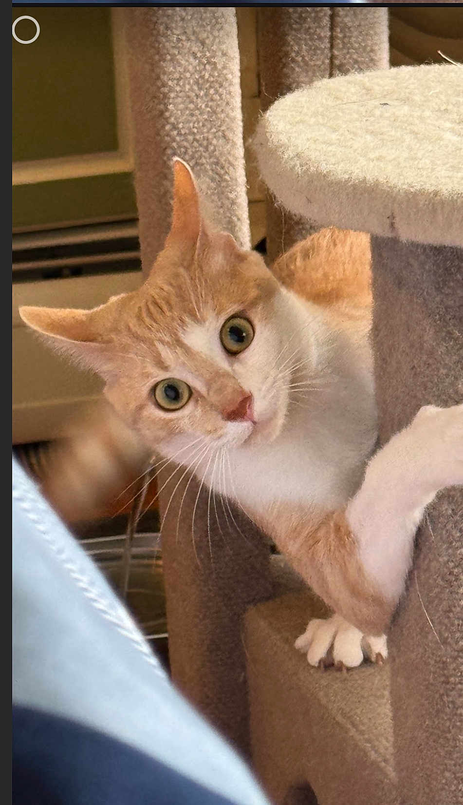 Chobi is registered to the contest to win money with this photo: cat, orange_cat, white_cat, pet, indoor, cat_tree, curious, wide_eyes, playful, whiskers, claws, feline, animal, household, cute, looking, climbing, fur, ears, paw