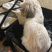 Tommy is registered to the contest to win money with this photo: dog, white_dog, fluffy, suitcase, open_suitcase, carpet, indoor, pet, animal, resting, cozy, home, person, hand, clothing, relaxing, fur, travel, luggage, domestic
