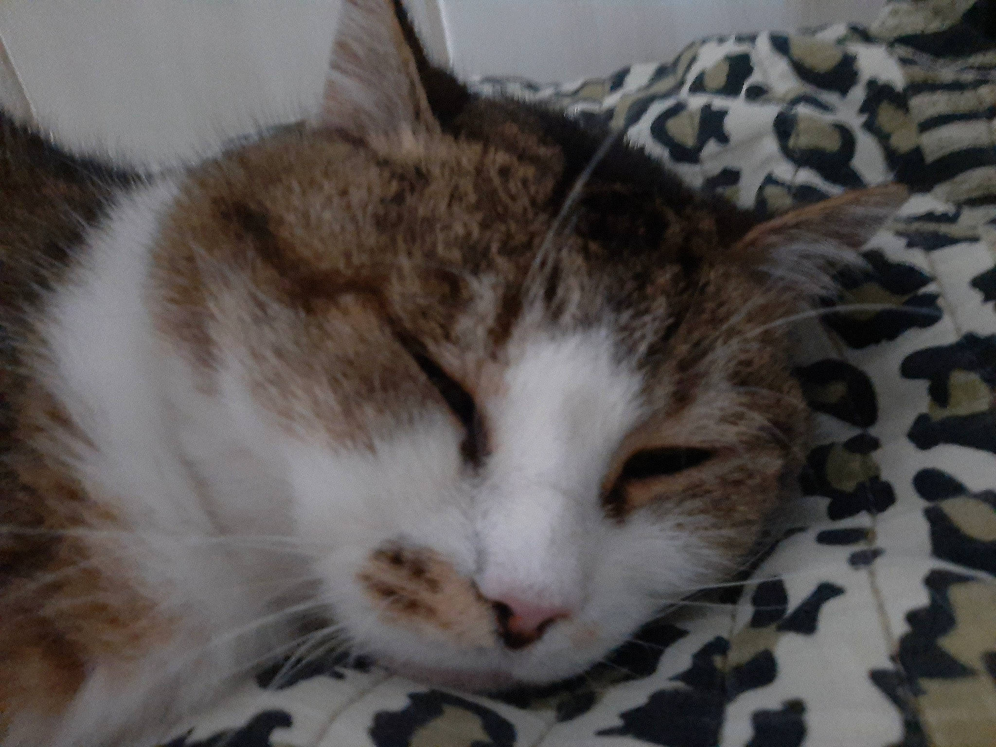 Bijou participe au concours pour gagner de l'argent avec cette photo : carnivore, cat, claw, comfort, domestic_short_haired_cat, ear, eye, felidae, fur, head, paw, small_to_medium_sized_cats, snout, tail, whiskers