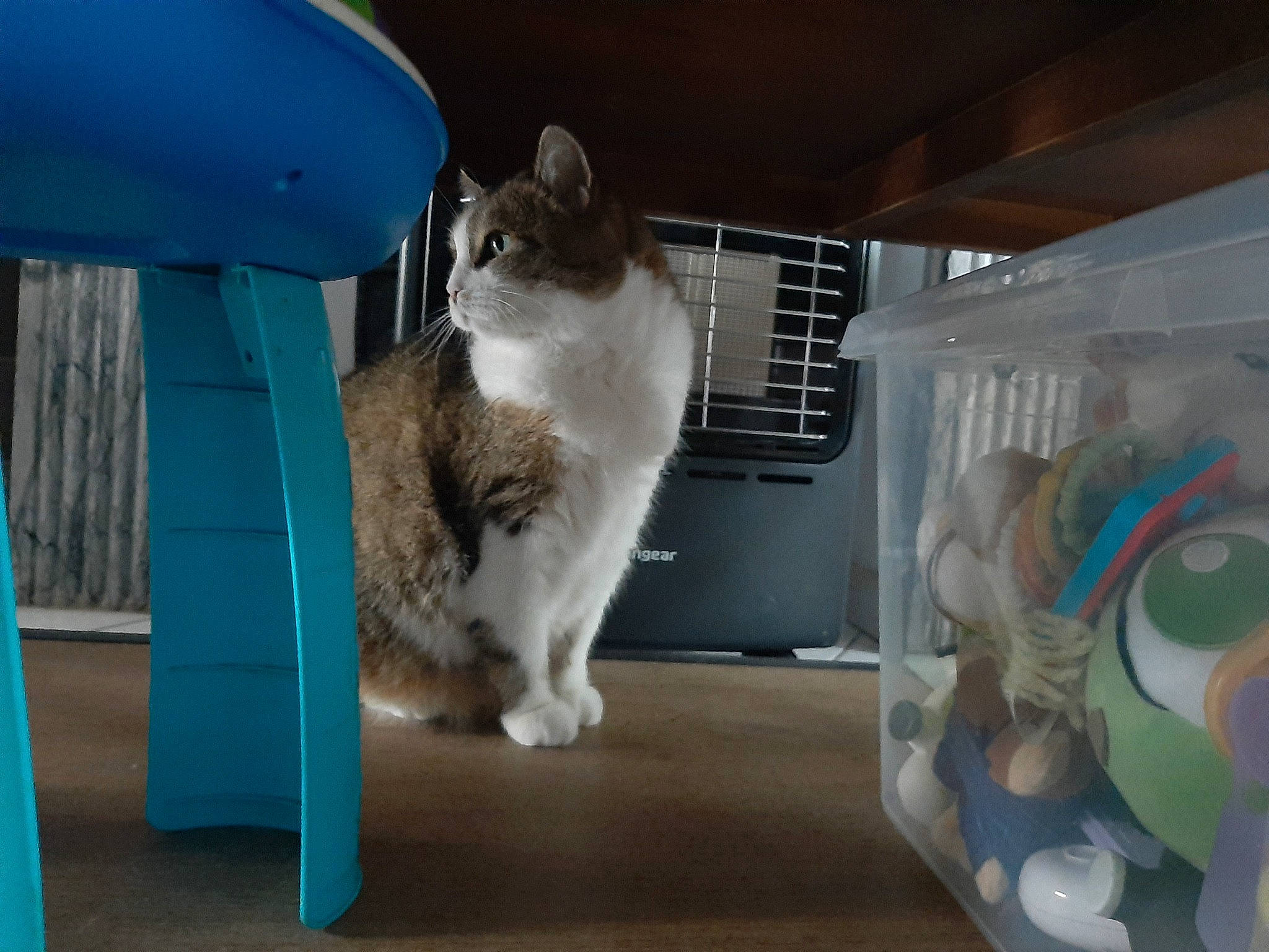 Bijou a rejoint le concours — aidez-le/la à gagner de superbes lots ! blue, box, carnivore, cat, cat_supply, comfort, companion_dog, domestic_short_haired_cat, felidae, flooring, fur, paw, pet_supply, room, small_to_medium_sized_cats, tail, vertebrate, whiskers, wood