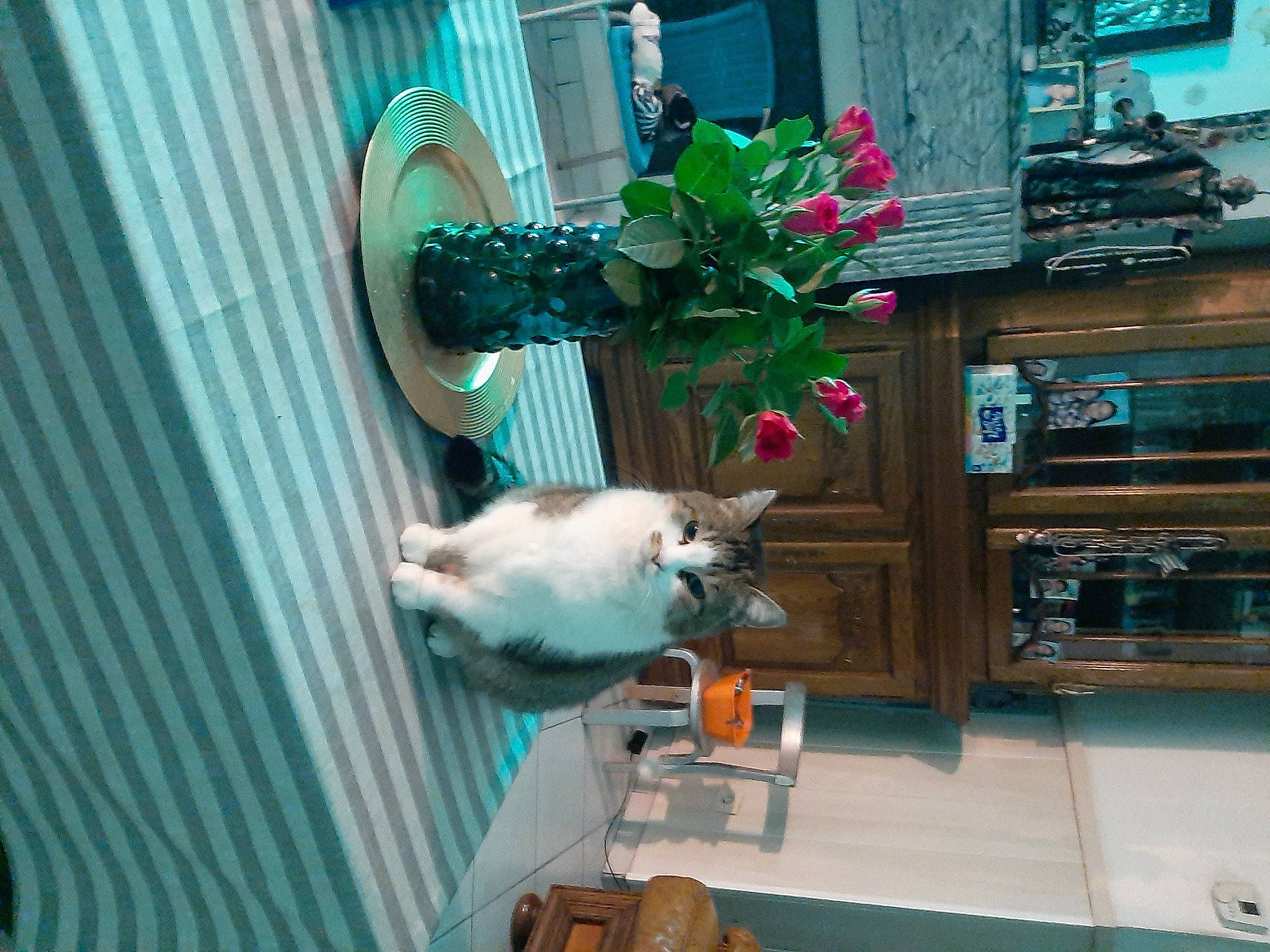 Bijou participe au concours pour gagner de l'argent avec cette photo : art, cat, companion_dog, fawn, felidae, fur, green, hardwood, machine, natural_material, room, shelf, small_to_medium_sized_cats, sporting_group, tail, wood