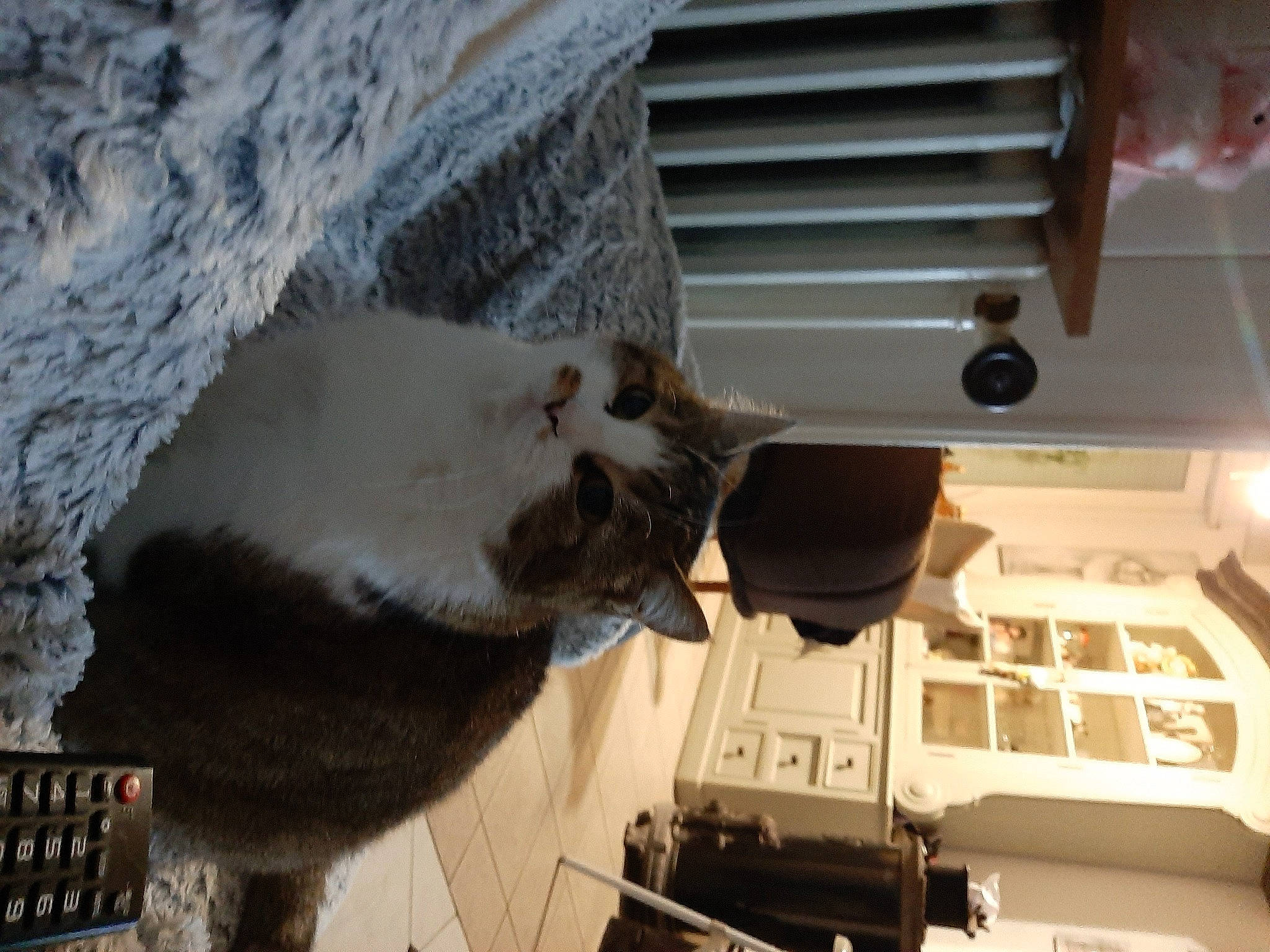 Bijou a rejoint le concours — aidez-le/la à gagner de superbes lots ! carnivore, cat, computer, computer_desk, computer_hardware, computer_keyboard, domestic_short_haired_cat, electronic_instrument, felidae, fur, input_device, office_equipment, peripheral, personal_computer, pet_supply, small_to_medium_sized_cats, space_bar, tail, whiskers, wood