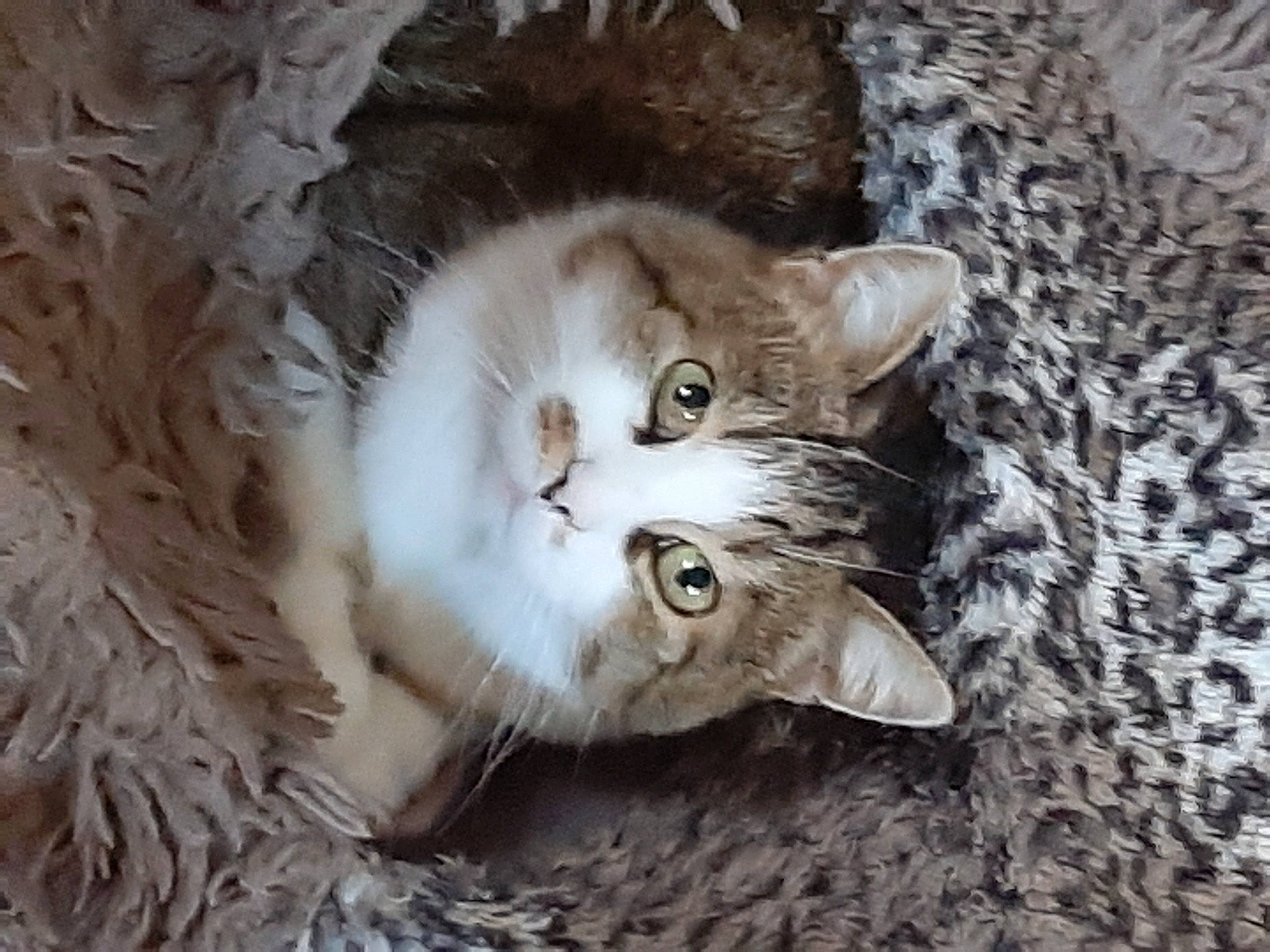 Bijou a rejoint le concours — aidez-le/la à gagner de superbes lots ! carnivore, cat, fawn, felidae, fur, organism, paw, small_to_medium_sized_cats, snout, tail, terrestrial_animal, tree, whiskers, wood