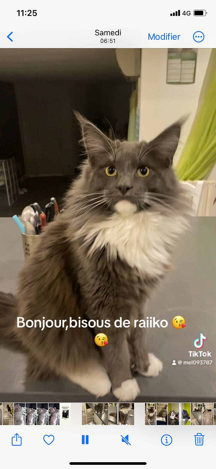 Raiiko a rejoint le concours — aidez-le/la à gagner de superbes lots ! box, british_longhair, carnivore, cat, curtain, eye, fashion_accessory, felidae, fur, small_to_medium_sized_cats, snout, tail, terrestrial_animal, whiskers