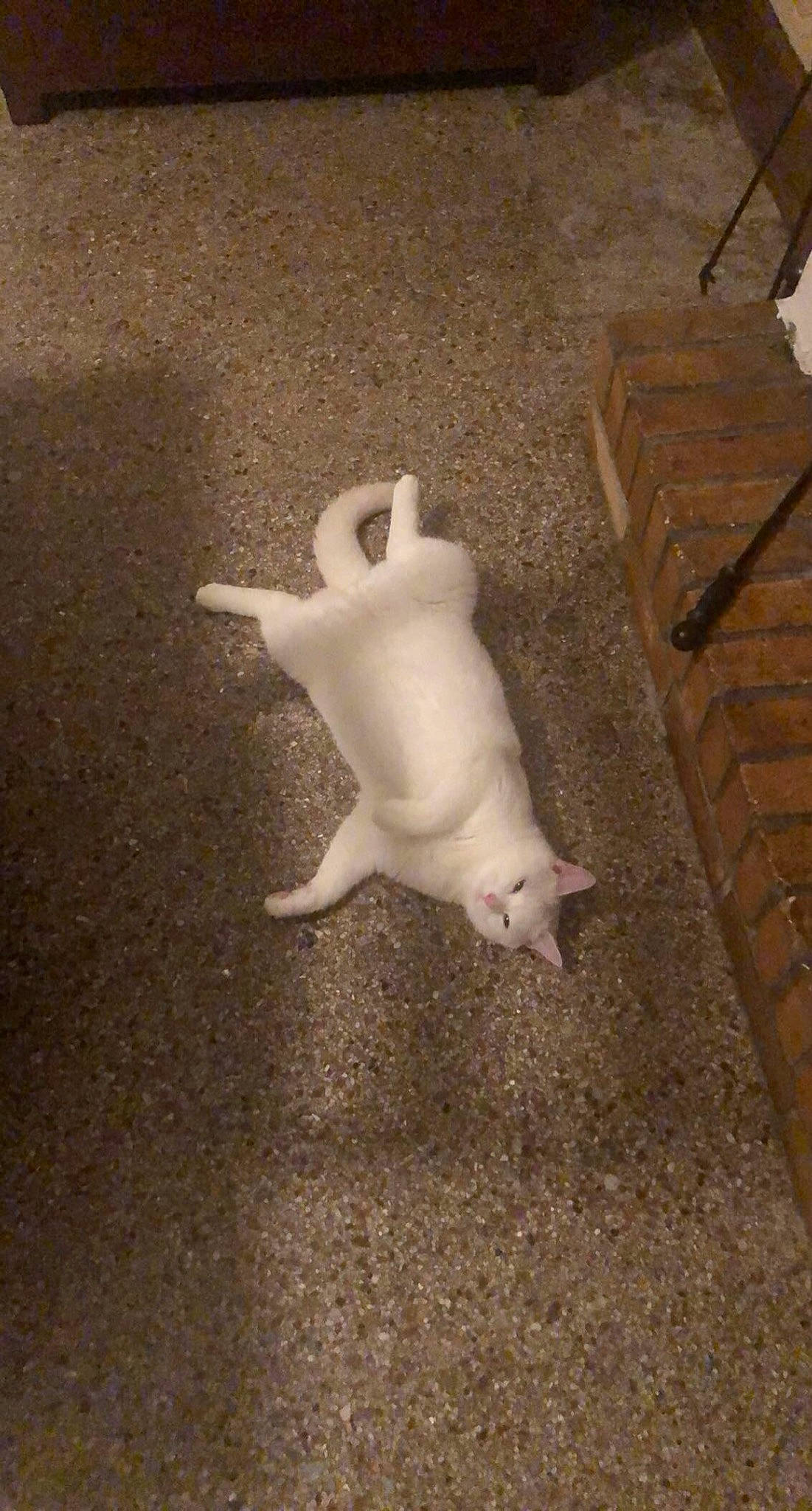 Barry a rejoint le concours — aidez-le/la à gagner de superbes lots ! carnivore, cat, claw, fawn, felidae, non_sporting_group, paw, small_to_medium_sized_cats, snout, tail, vertebrate, whiskers