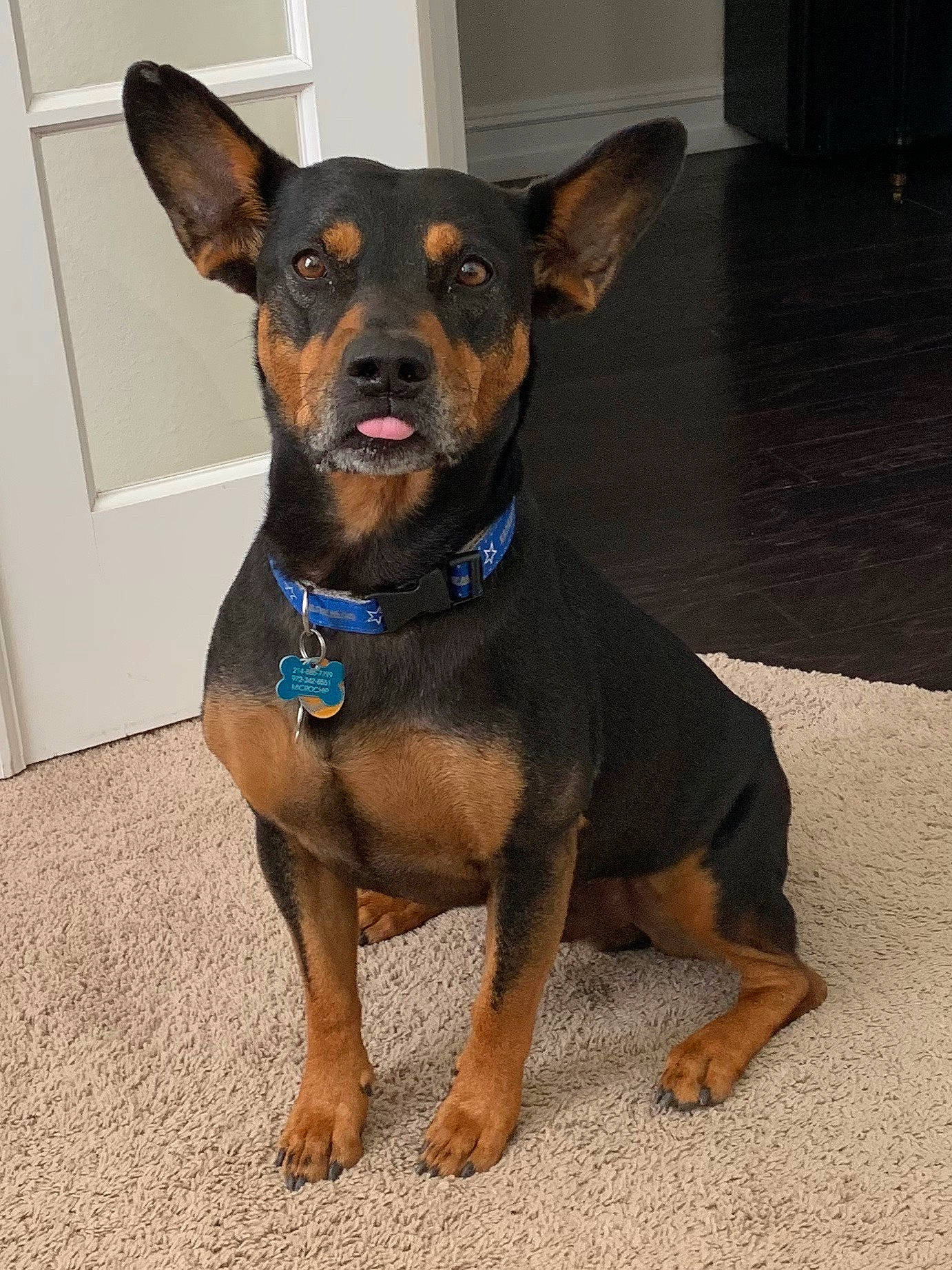 Archie is registered to the contest to win money with this photo: black_and_tan_terrier, canidae, carnivore, collar, dog, dog_breed, dog_collar, english_toy_terrier, german_pinscher, mammal, miniature_pinscher, pinscher, prazsky_krysarik, puppy, rare_breed_dog, snout, sporting_group, toy_dog, toy_manchester_terrier, vertebrate