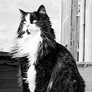 Sweety a rejoint le concours — aidez-le/la à gagner de superbes lots ! animal, black_and_white, building, calm, cat, clouds, daylight, feline, fluffy, fur, long_hair, nature, outdoor, pet, portrait, sitting, sky, table, whiskers, wood