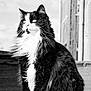 animal, black_and_white, building, calm, cat, clouds, daylight, feline, fluffy, fur, long_hair, nature, outdoor, pet, portrait, sitting, sky, table, whiskers, wood