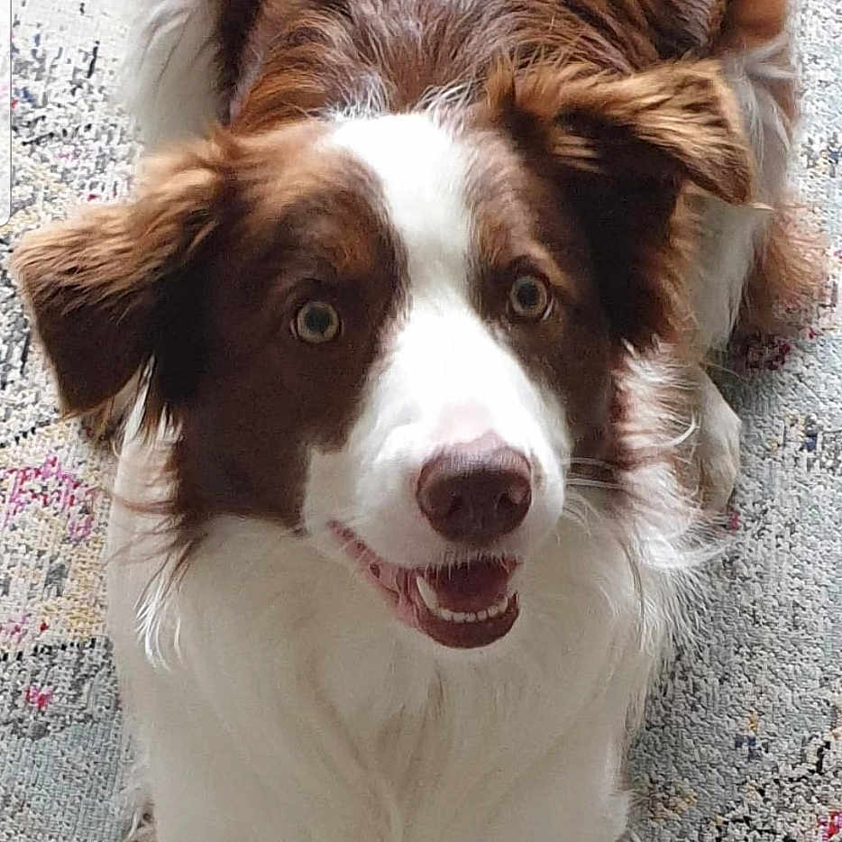 Beau is registered to the contest to win money with this photo: animal, bodypart, canine, cockerspaniel, collie, dog, face, head, hound, husky, mouth, papillon, person, pet, photography, portrait, puppy, saintbernard, snout, teeth