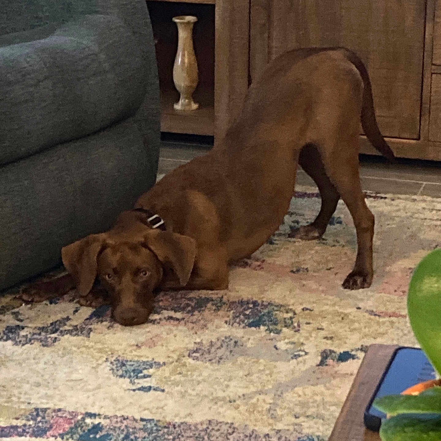 Maggie joined the competition — help win amazing prizes! animal, brown_dog, canine, collar, couch, decor, dog, domestic_animal, floor, furniture, home, indoor, living_room, pet, plant, relaxed, rug, stretching, table, wooden_cabinet