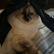 Mittens joined the competition — help win amazing prizes! cat, bow, fluffy, pet, animal, sleepy, cozy, blanket, fur, indoor, resting, cute, face, paws, domestic, mammal, comfort, striped_blanket, relaxed, black_bow