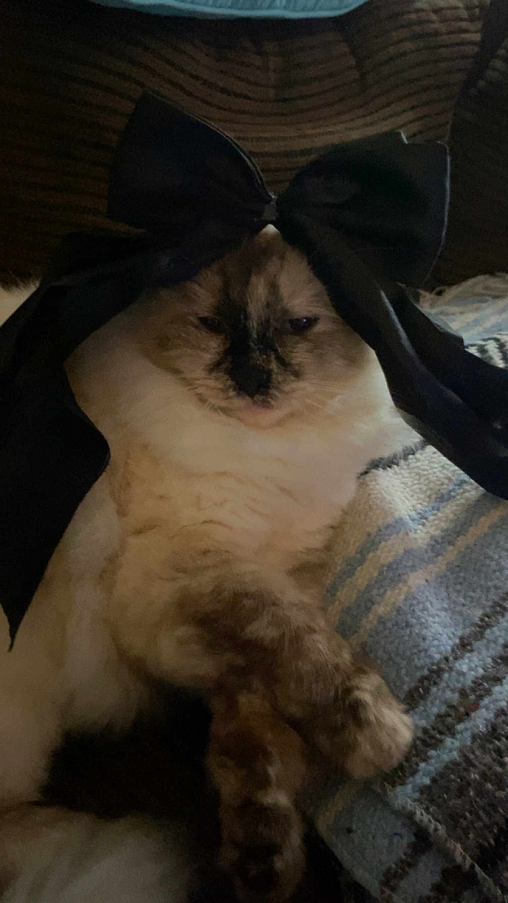 Mittens joined the competition — help win amazing prizes! cat, bow, fluffy, pet, animal, sleepy, cozy, blanket, fur, indoor, resting, cute, face, paws, domestic, mammal, comfort, striped_blanket, relaxed, black_bow
