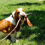 Duke joined the competition — help win amazing prizes! animal, basset_hound, brown, canine, collar, daytime, dog, ears, fur, grass, happy, mouth, nature, outdoor, pet, playing, shadow, stick, sunlight, white