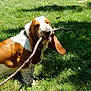 animal, basset_hound, brown, canine, collar, daytime, dog, ears, fur, grass, happy, mouth, nature, outdoor, pet, playing, shadow, stick, sunlight, white