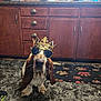 Duke joined the competition — help win amazing prizes! accessory, animal, basset_hound, brown_and_white, cabinet, crown, cute, dog, domestic, floor, funny, household, indoor, kitchen, marble_floor, pet, portrait, rug, sitting, sunglasses