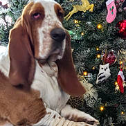 Duke joined the competition — help win amazing prizes! dog, basset_hound, christmas_tree, ornaments, holiday_decor, lights, owl_decoration, festive, indoors, pet, animal, brown_and_white, long_ears, close_up, relaxed, sitting, holiday, seasonal, decorations, celebration