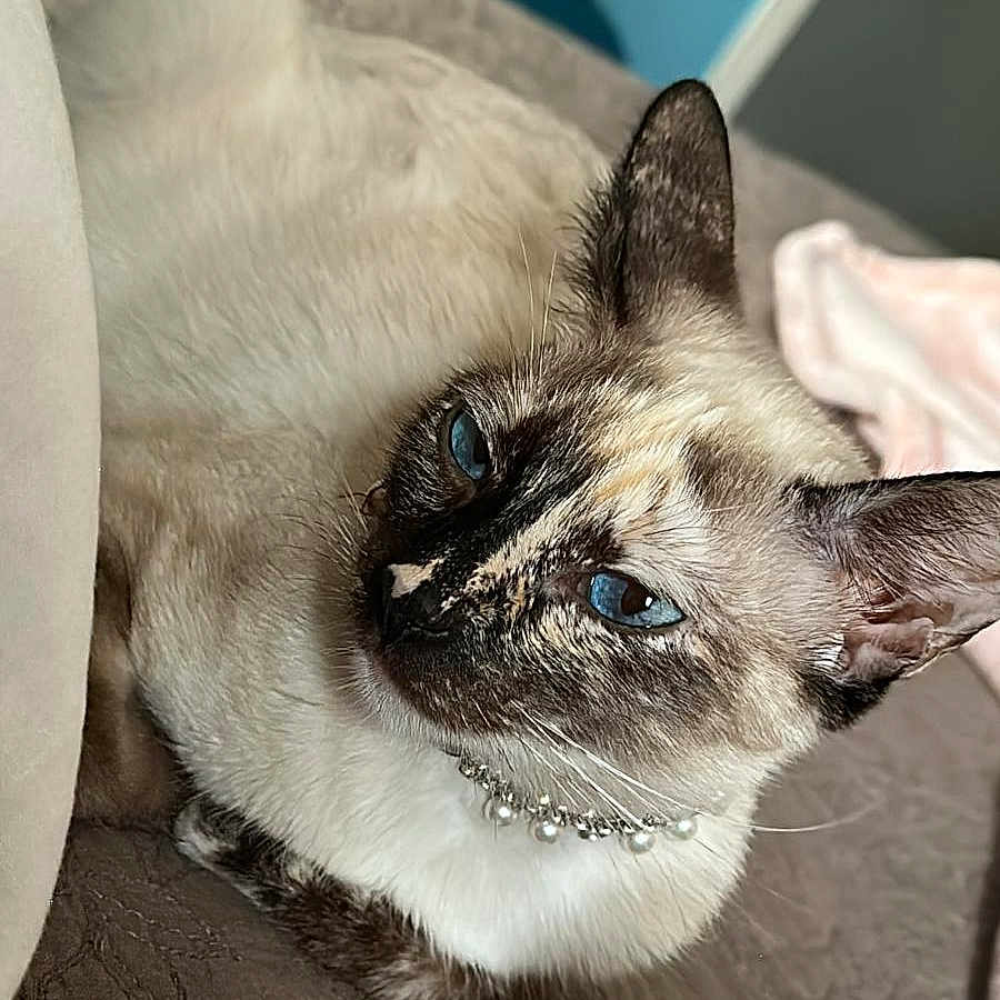 Wisky is registered to the contest to win money with this photo: animal, bed, blanket, blue_eyes, cat, close_up, cozy, cute, domestic_cat, feline, fur, indoor, pearl_necklace, pet, portrait, relaxed, resting, siamese_cat, soft_lighting, whiskers