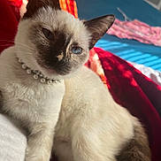 Wisky is registered to the contest to win money with this photo: animal, blanket, blue_eyes, cat, closeup, cozy, domestic_animal, ears, feline, fur, indoor, mammal, pearl_necklace, pet, red_blanket, relaxed, resting, siamese_cat, soft_light, whiskers
