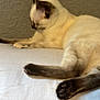 Wisky joined the competition — help win amazing prizes! animal, cat, closeup, decor, feline, fur, indoor, mammal, mirror, paw, pet, quiet, relaxing, resting, siamese_cat, sleepy, soft, texture, wall, white_surface