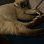 Wisky is registered to the contest to win money with this photo: animal, bed, cat, collar, cozy, cute, domestic, feline, fur, indoor, mammal, night, paw, pet, pillow, relaxed, resting, siamese, sleeping, whiskers