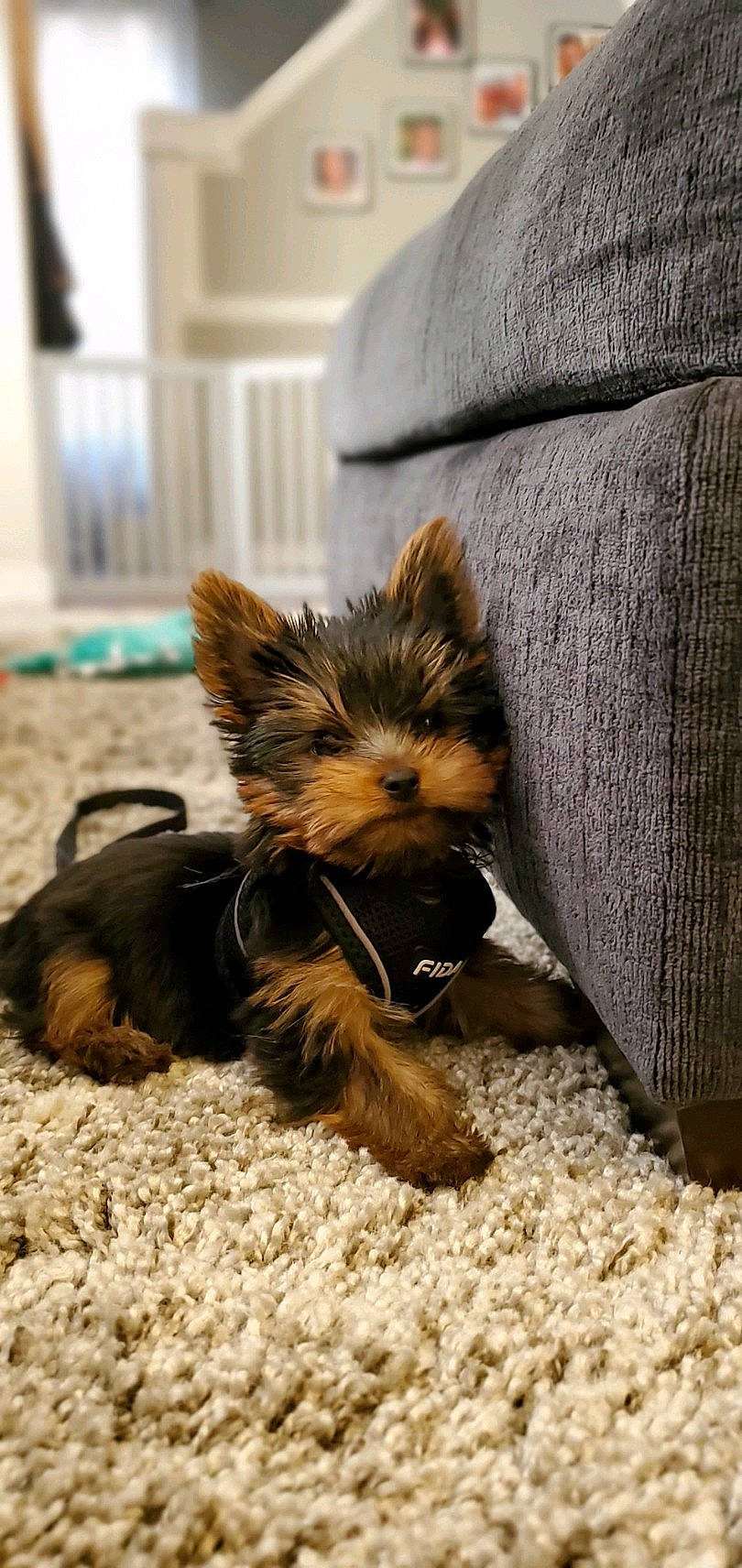 Pepper is registered to the contest to win money with this photo: biewer_terrier, canidae, carnivore, companion_dog, couch, dog, dog_breed, dog_supply, fawn, flooring, fur, grass, liver, puppy, small_terrier, snout, sporting_group, toy_dog, wood, yorkipoo